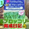 【1日～30日】茎ブロッコリーをプランターで育てる！家庭菜園日記！